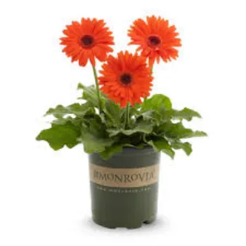 Organic Gerbera Daisy Plants Manufacturer