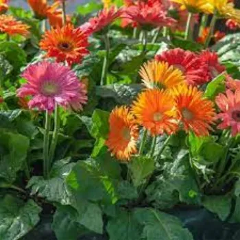 Organic Gerbera Daisy Plant Exporter