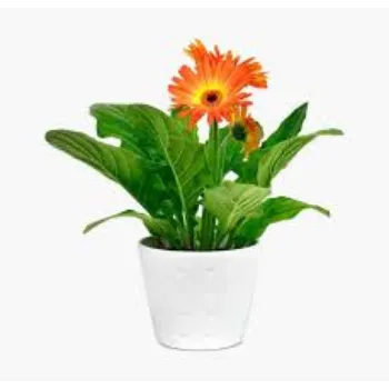 Common Gerbera Daisy Plant Exporter
