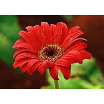 Natural Gerbera Daisy Plants
