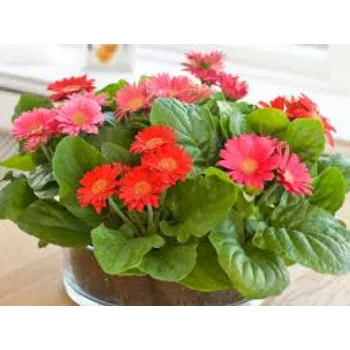 Organic Gerbera Daisy Plants Manufacturer