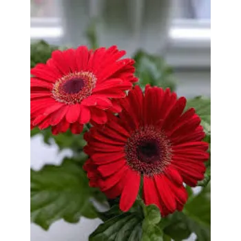 Organic Gerbera Daisy Plant Manufacturer