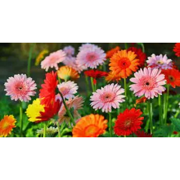 Organic Gerbera Daisy Plants