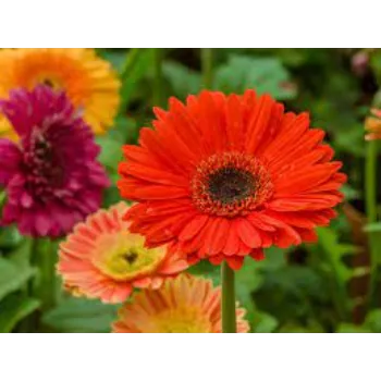 Organic Gerbera Daisy Plants