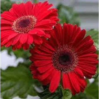 Natural Gerbera Daisy Plants