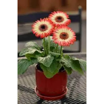 Natural Gerbera Daisy Plants