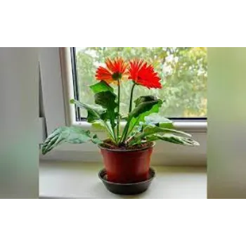 Fresh Gerbera Daisy Plants