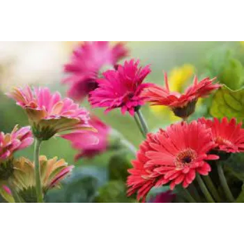Common Gerbera Daisy Plants