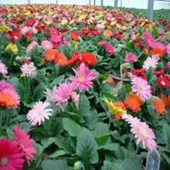 Natural Gerbera Daisy Plants