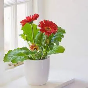 Natural Gerbera Daisy Plants