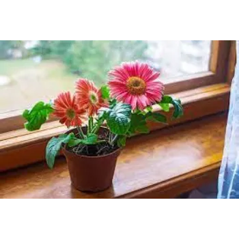 Organic Gerbera Daisy Plants