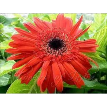 Natural Gerbera Daisy Plants