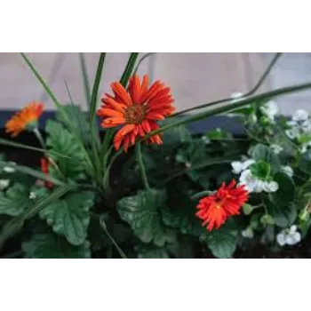 Organic Gerbera Daisy Plant Manufacturer