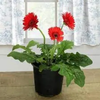 Gerbera Daisy Plant Exporter