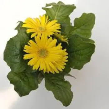 Natural Gerbera Daisy Plants Manufacturer