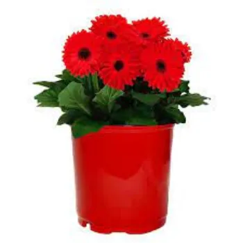 Organic Gerbera Daisy Plant Manufacturer