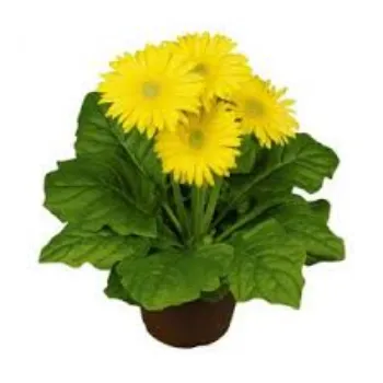 Organic Gerbera Daisy Plant Exporter