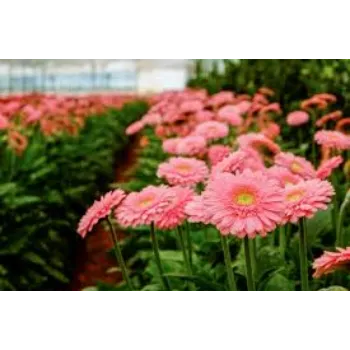 Natural Gerbera Daisy Plant