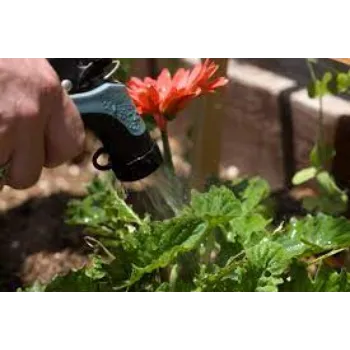 Natural Gerbera Daisy Plant Manufacturer