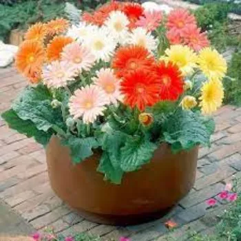 Organic Gerbera Daisy Plant