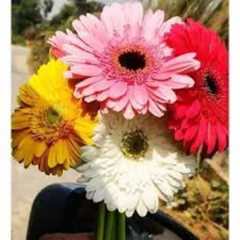 Fresh Gerbera Flower