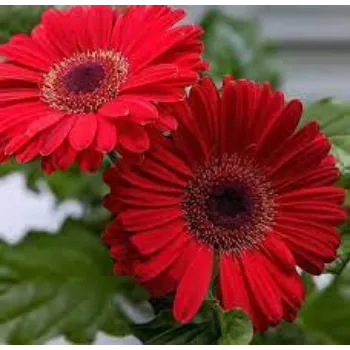 Natural Gerbera Flowers