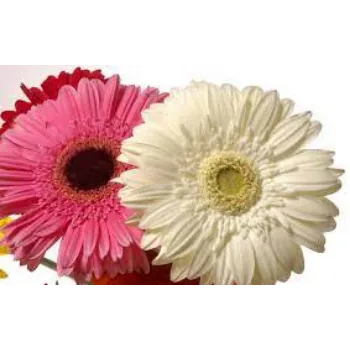 Natural Gerbera Flowers
