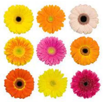Common Gerbera Flowers