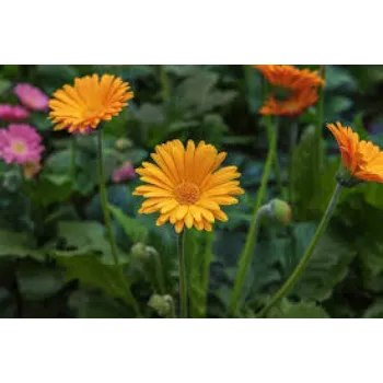 Fresh Gerbera Flower