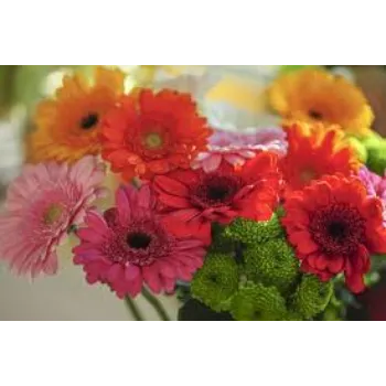 Fresh Gerbera Flowers Manufacturer