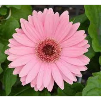Organic Gerbera Flowers