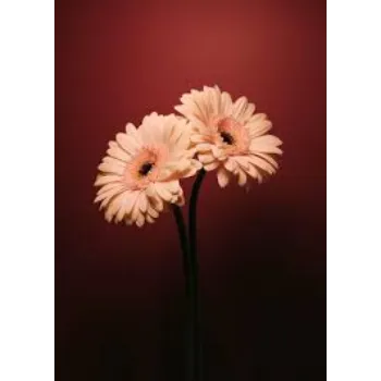 Common Gerbera Flowers