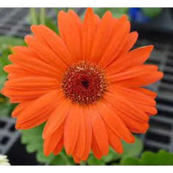 Fresh Gerbera Flower Manufacturer
