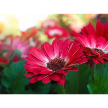Natural Gerbera Flower Manufacturer