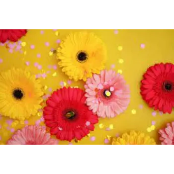 Fresh Gerbera Flowers Exporter