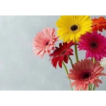 Natural Gerbera Flowers Manufacturer