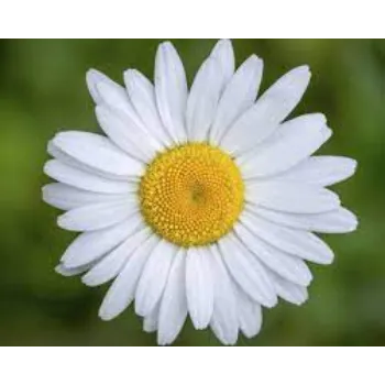 Common Gerbera Flower Exporter