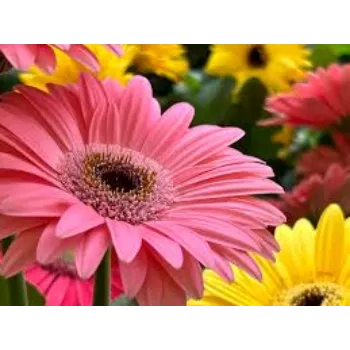Organic Gerbera Flowers Exporters