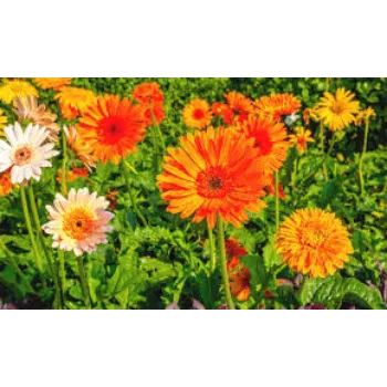 Natural Gerbera Flower Manufacturer