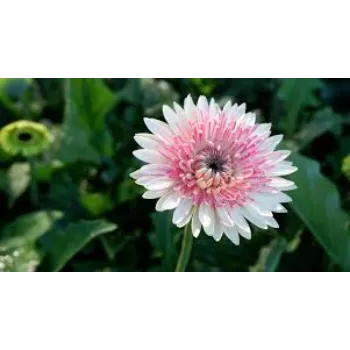 Organic Gerbera Flowers Manufacturer