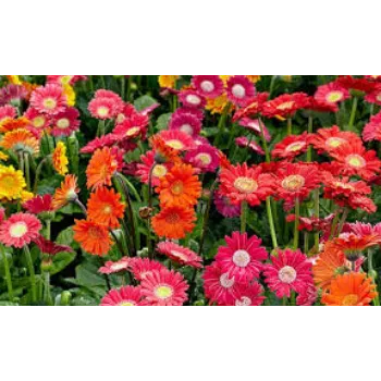Natural Gerbera Flowers  Manufacturer