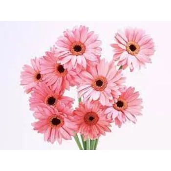 Fresh Gerbera Flower Manufacturer