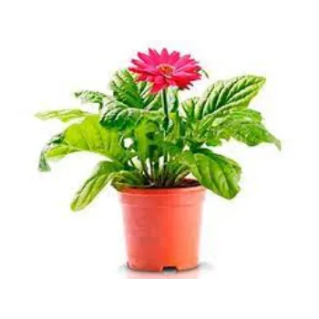 Gerbera Daisy Plant Exporter