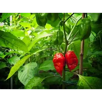 Natural Ghost Pepper