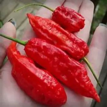 common Ghost Pepper
