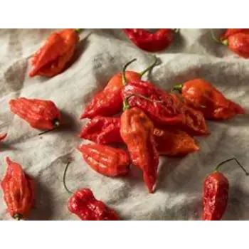 Common Ghost Pepper