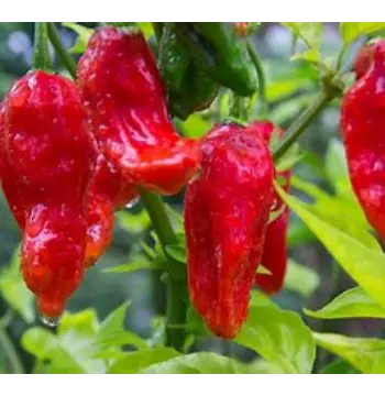 Fresh Ghost Pepper