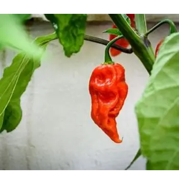  Natural  Ghost Pepper