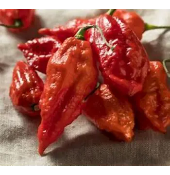 Fresh Ghost Pepper