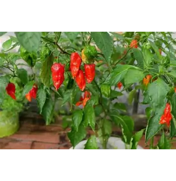 Natural Ghost Pepper